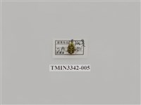 藏品(台灣姬長腳金龜)的圖片